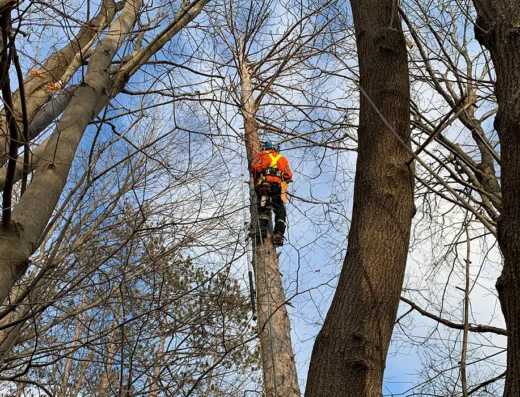 Five Star Tree Services in Toronto, Richmond Hill & GTA
