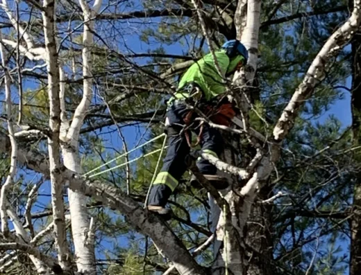 Five Star Tree Services 3